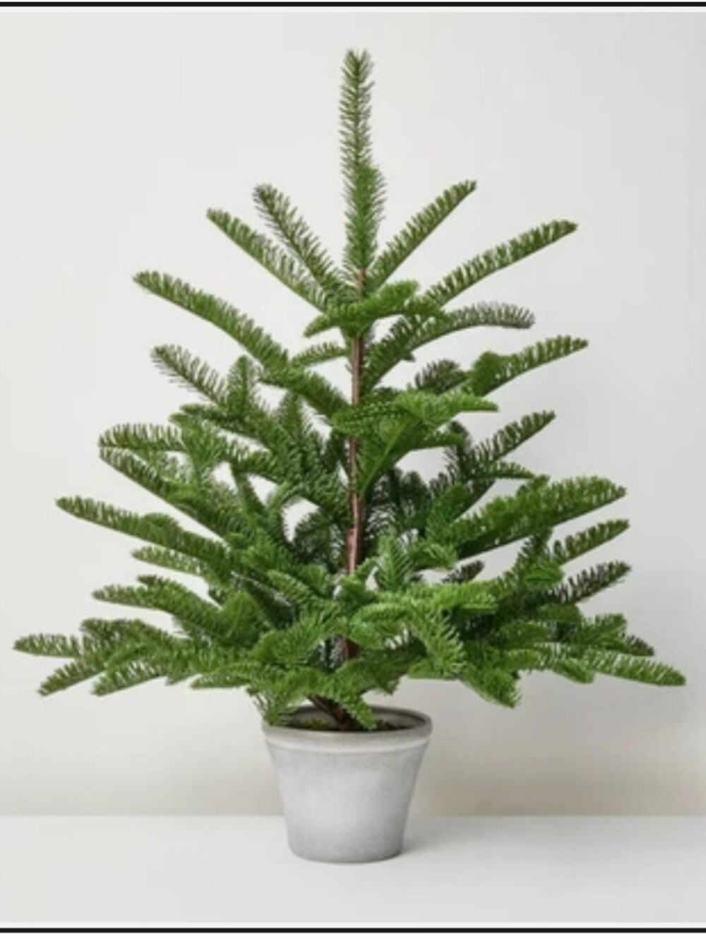 Hearth & Hand With Magnolia 22" Potted Spruce Artificial Tree